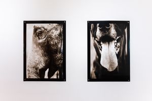 ANIMALIA