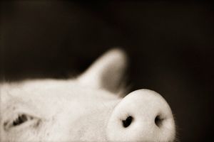 Domestic Pig, Sus scrofa domestica