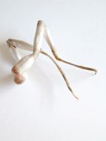 2014, Sterling silver, animal intestine, glue, nickel, 4” x 3” x 2” Masumi Kataoka Untitled/Brooch