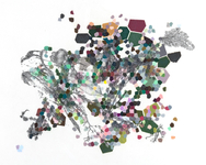 graphite and colored pencil on drafting film, 27” x 22” Leigh Anne Lester - Mutable Descendants
