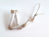 2014, Sterling silver, animal intestine, glue, nickel, 5” x 4” x 2” Masumi Kataoka Untitled/Brooch