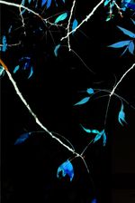 Archival pigment print, 24x16 inches, edition 1 of 9. Weave (January 27, 2018)