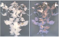 Elizabeth Chiles - Lumens.4.16.1