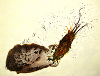 Mixed media on canvas, 10 x 9 in. Luis Moro - Between Two Waters