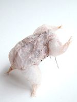 2013, Animal intestine, felt, nylon, sterling silver, stainless steel, 5” x 3.5” x 2” Masumi Kataoka Untitled/Brooch