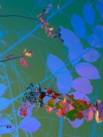 Archival pigment print, 12x9 inches, edition 1 of 100. Weave (October 6, 2017)