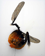 Mixed media on canvas, 51 x 64 in. Luis Moro - Oval