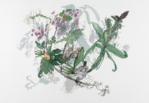 graphite and colored pencil on 2 layers of drafting film, 43” x 35” Leigh Anne Lester - Mutant Generate