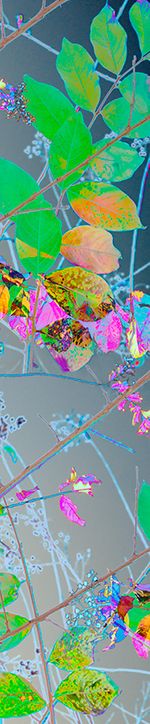 Archival pigment print, 83x18 inches, edition 1 of 5. Weave (January 5, 2018)