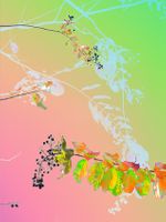 Archival pigment print, 26x19 1/2 inches, edition 1 of 9. Weave (August 8, 2017)
