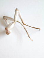 2014, Sterling silver, animal intestine, glue, nickel, 4” x 3” x 2” Masumi Kataoka Untitled/Brooch