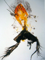 Mixed media on plastic canvas, 50 x 72 in. Luis Moro - Sea Encounters II