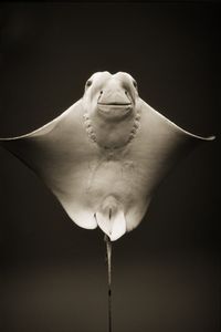 Cownose Ray, Rhinoptera bonasus