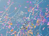 Archival pigment print, 35 1/2x48 1/3, edition 1 of 5. Weave (September 20, 2017)
