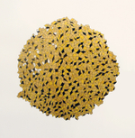 Gold leaf and pearlescent ink on paper, 34” x 34” Matthew John Winters - Hyperion