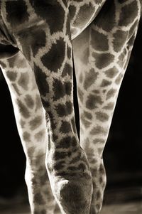 Giraffe  knees
