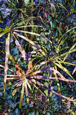 Archival pigment print, 33x22 inches, edition 1 of 9. Weave (November 3, 2017)