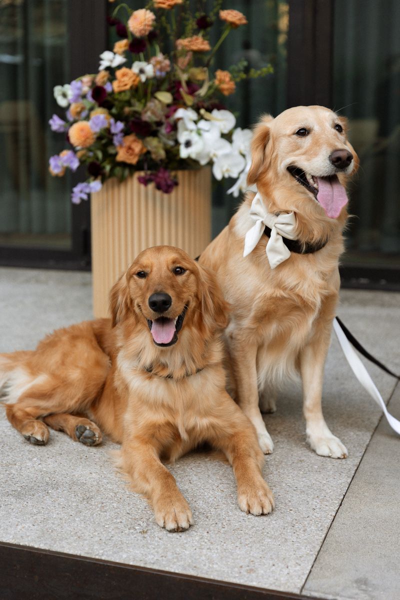 SCH_Wedding Dogs.jpg
