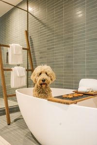 Dog friendly hotel in Texas