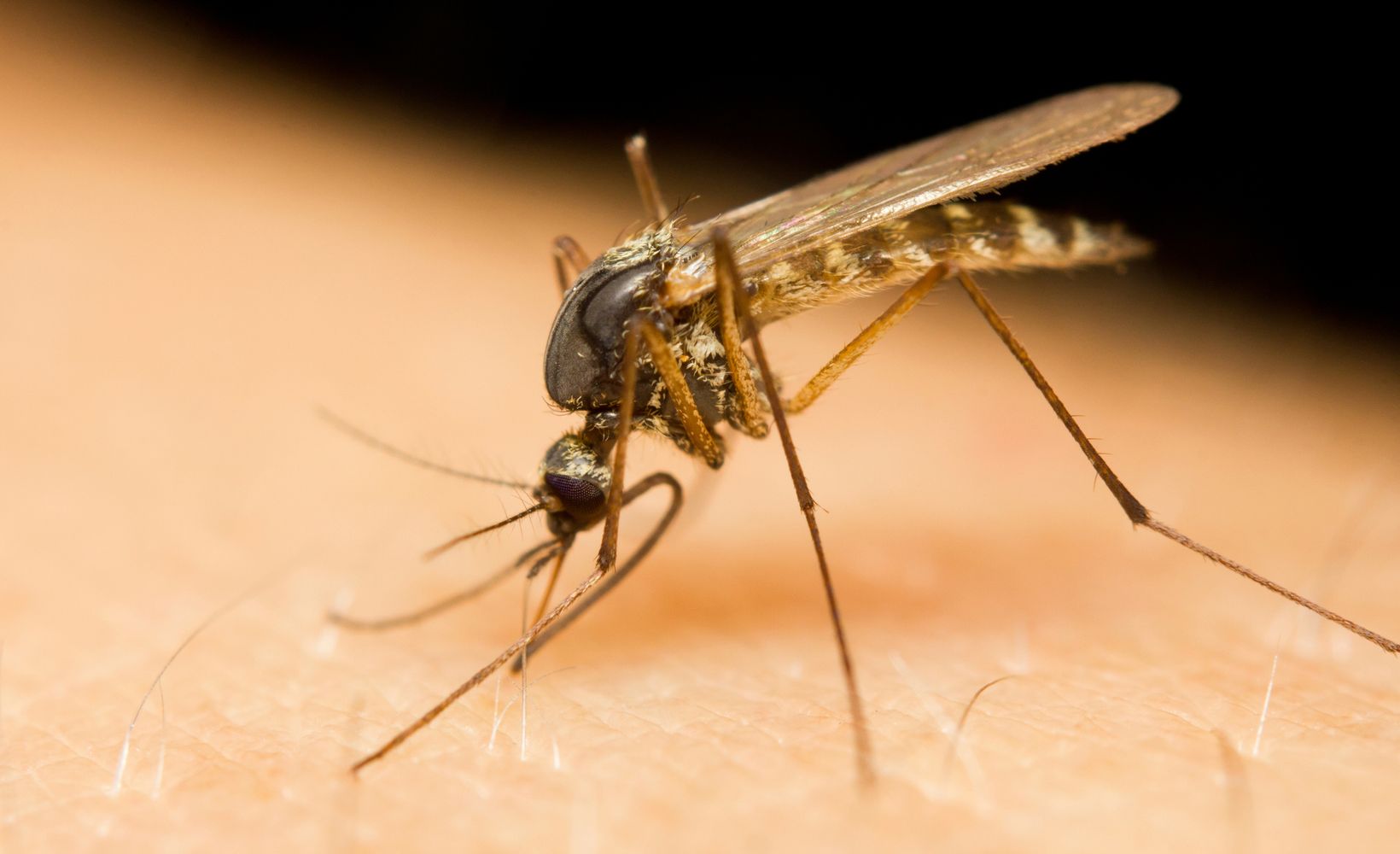 Mosquito on Skin