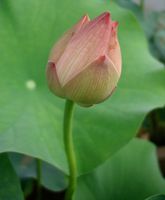 karen-hembree-summer-suzhou-lotus.jpg