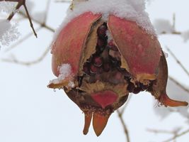 karen-hembree-winter-chilled-pomegranate.jpg
