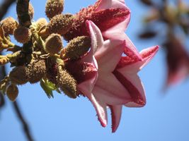 karen-hembree-summer-santiago-blossom.jpg