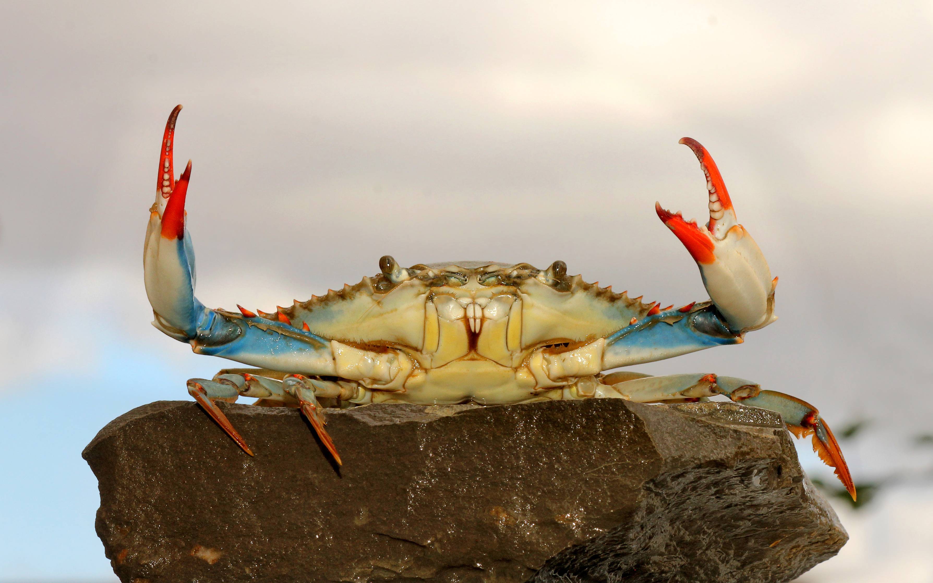 Blue Crab Homepage Hero Banner