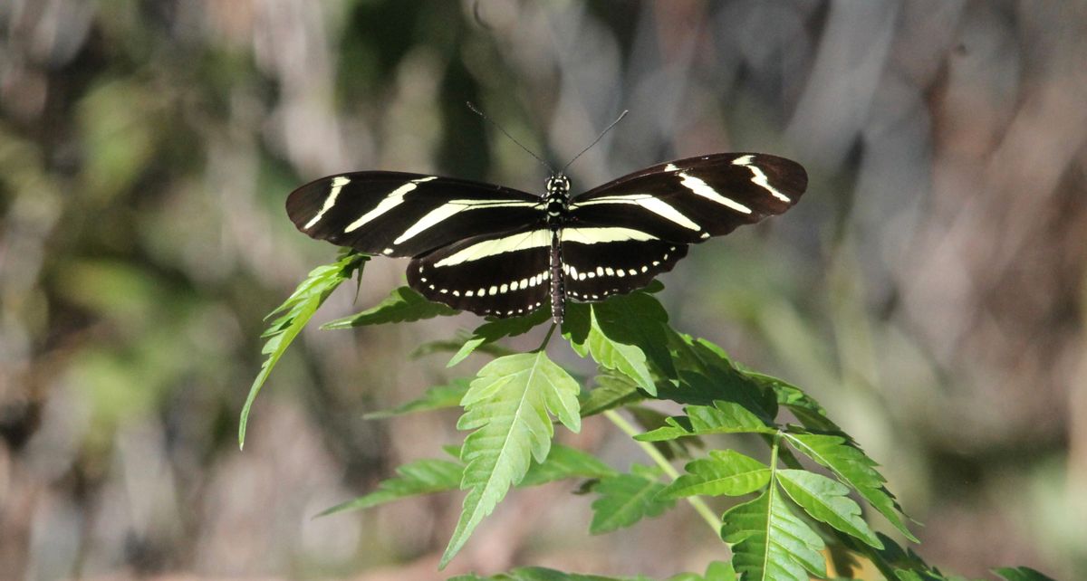 Black and White butterfly