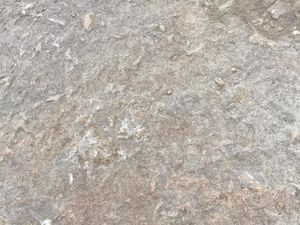 01 - roughback lueders.jpg