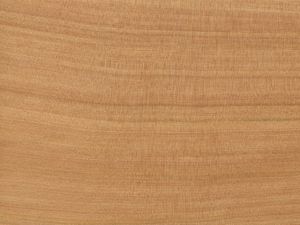 01 - juniper.jpg