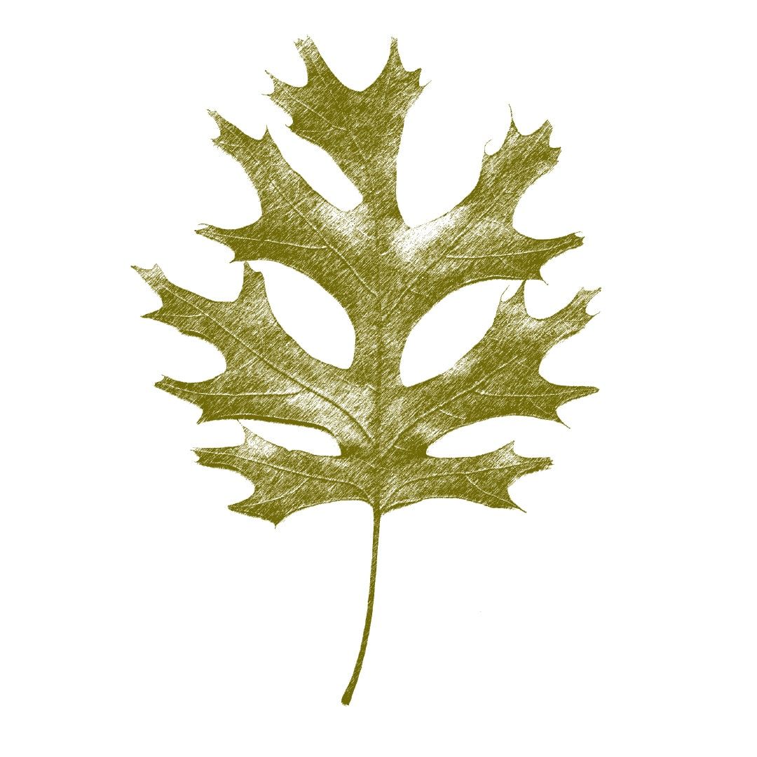 dwgd.spanish.oak.leaf-min.jpg