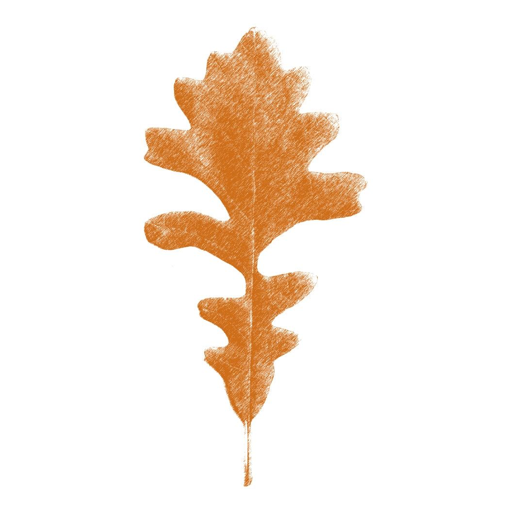 dwgd.bur.oak.leaf-min.jpg