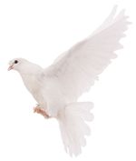 BCUMC.doveofpeace.jpg