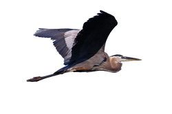 BHT.heron.png