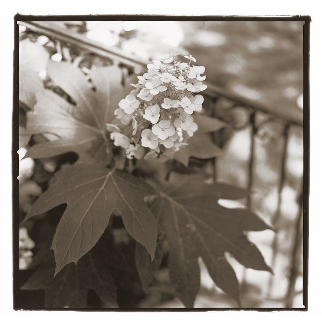 dwgd.oakleaf.hydrangea-min.jpg