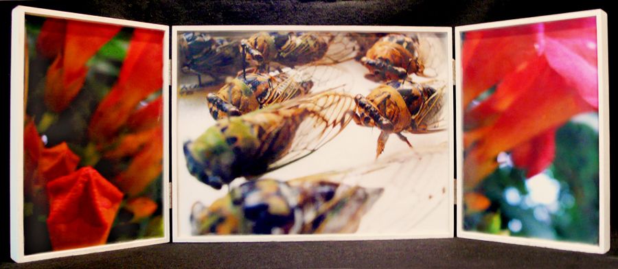 Biota Cabinet 72: Cicadas and Trumpet Vine