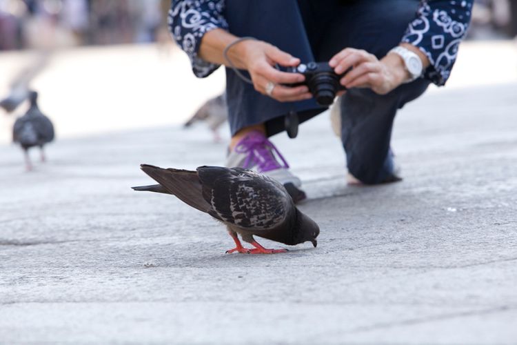 Dopson San Marco Pigeon.jpg