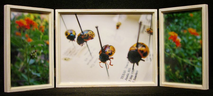 Biota Box 40: Leaf Beetles and Lantana