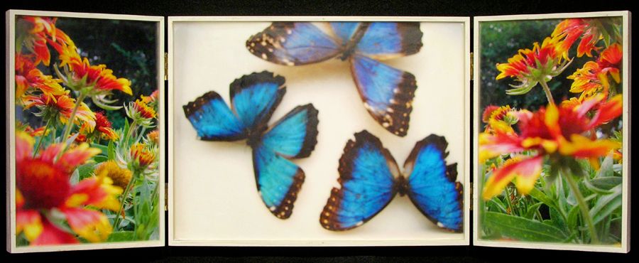 Biota Cabinet 85A: Blue Morphos and Indian Blanket