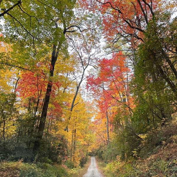 blue ridge therapeutic field