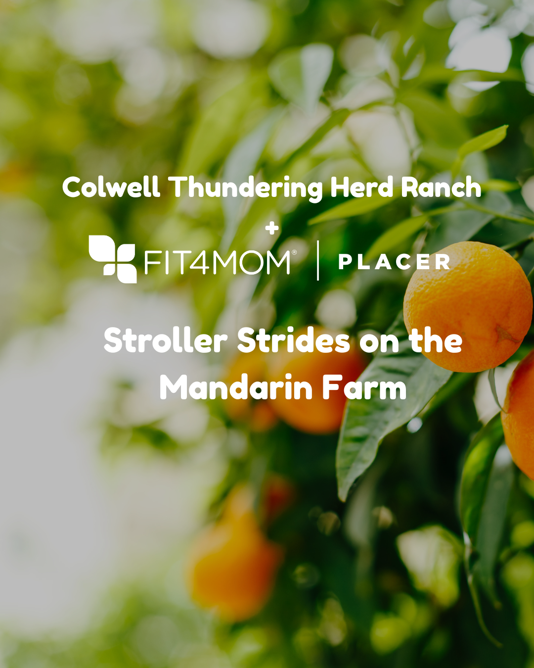 Mandarin Farm Web.png