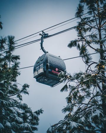 GONDOLA_TREES.jpg