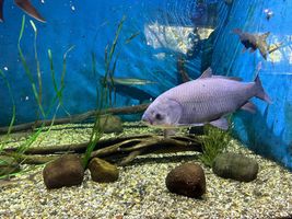 Cameron Park Zoo (20).jpg