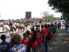 Stockyards Herd