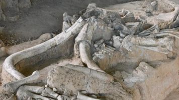 mammoth fossil.jpg