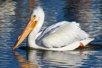 white pelican.jpg
