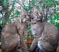 animals-of-the-world-featured.jpg