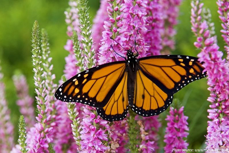 monarch-butterfly-on-a-flower.jpg