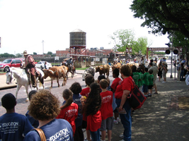 Stockyards Herd.jpg